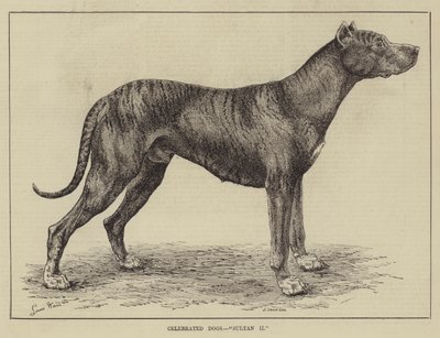 Celebrated Dogs, Sultan II by Louis Wain